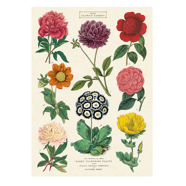 Vintage Poster | Botanica 2 | Cavallini & Co.