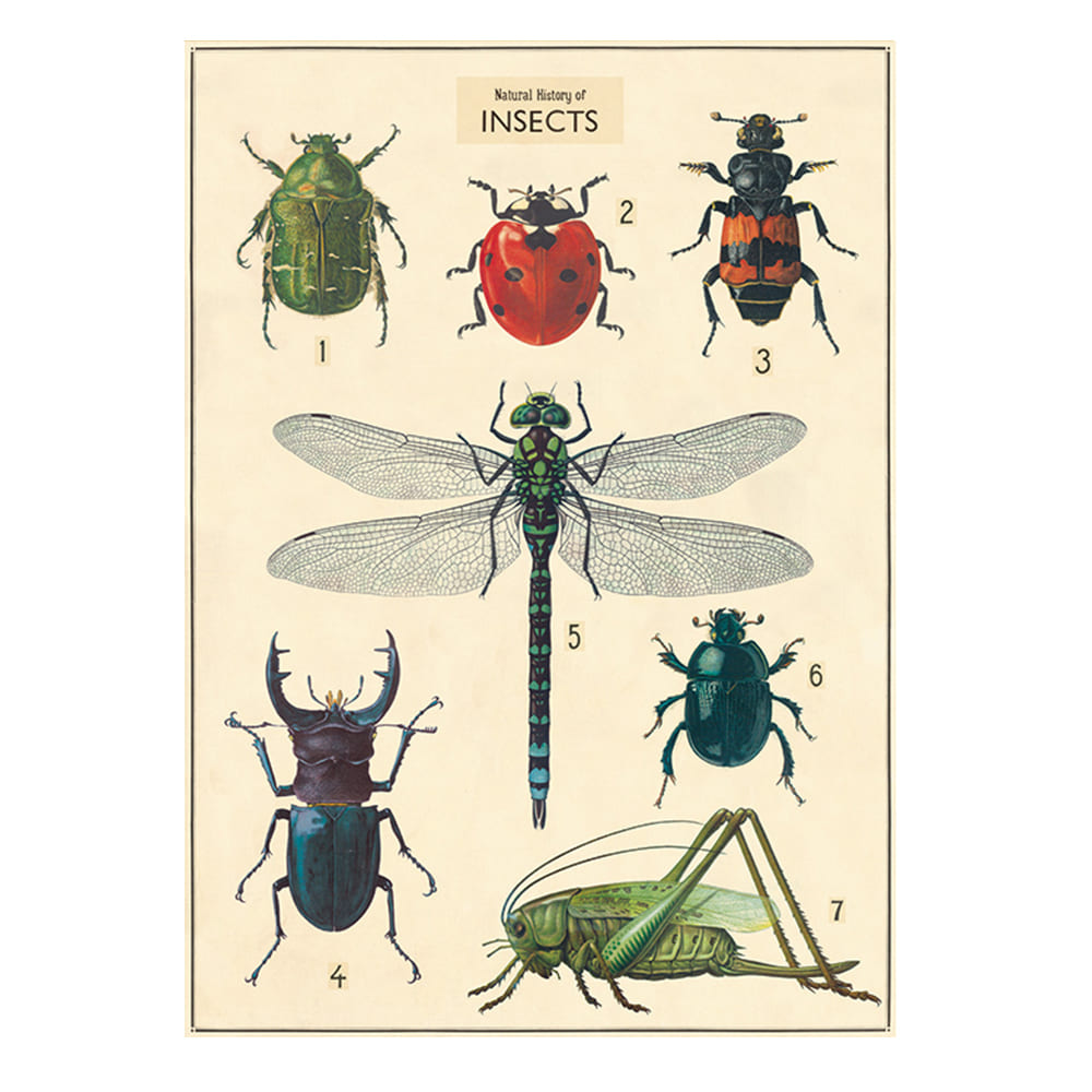Conjunto de impresiones enmarcadas de insectos vintage de Cavallini Papers & Co.