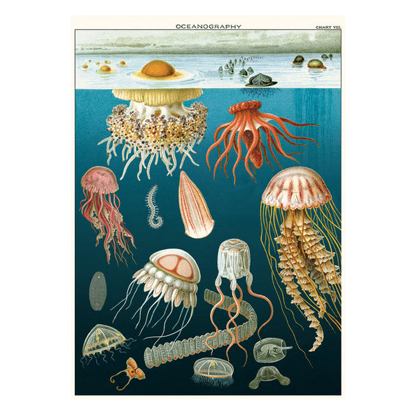 Vintage Poster | Jellyfish Oceanography | Cavallini & Co.