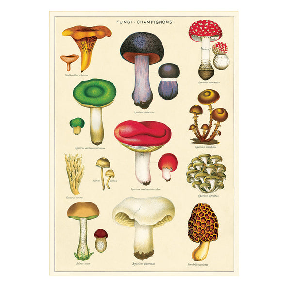 Vintage Poster | Mushrooms 2 | Cavallini & Co.