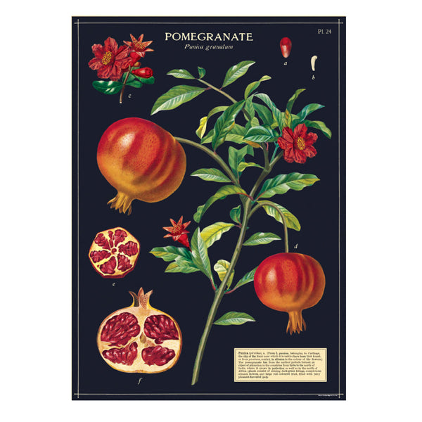 Vintage Poster | Pomegranate | Cavallini & Co.