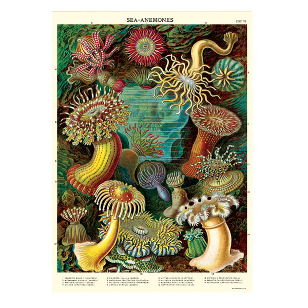 Vintage Poster | Sea Anemones | Cavallini & Co.