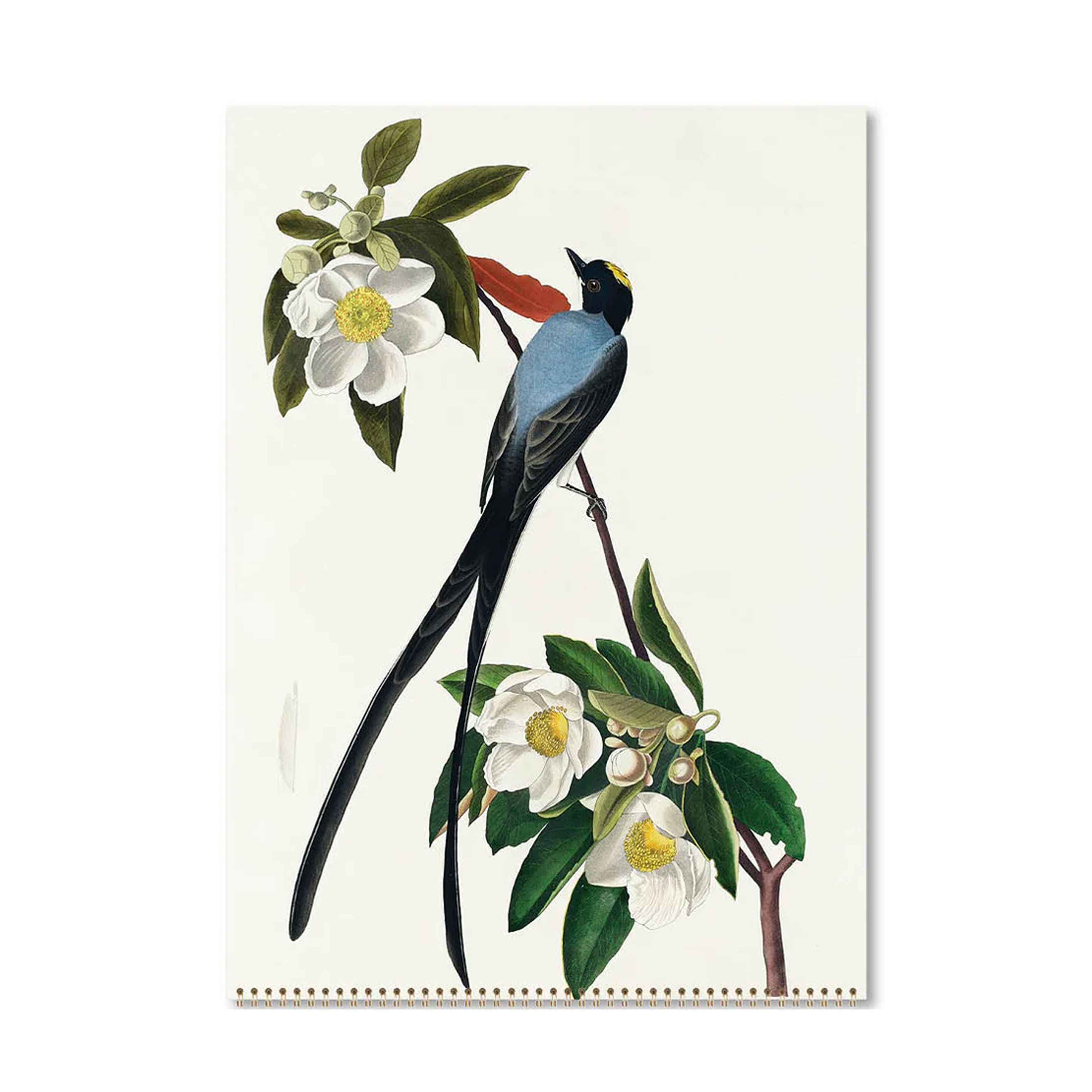 2026 Wall Calendar | Audubon's Birds | Vevoke