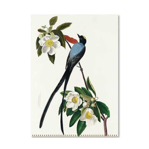 2026 Wall Calendar | Audubon's Birds | Vevoke
