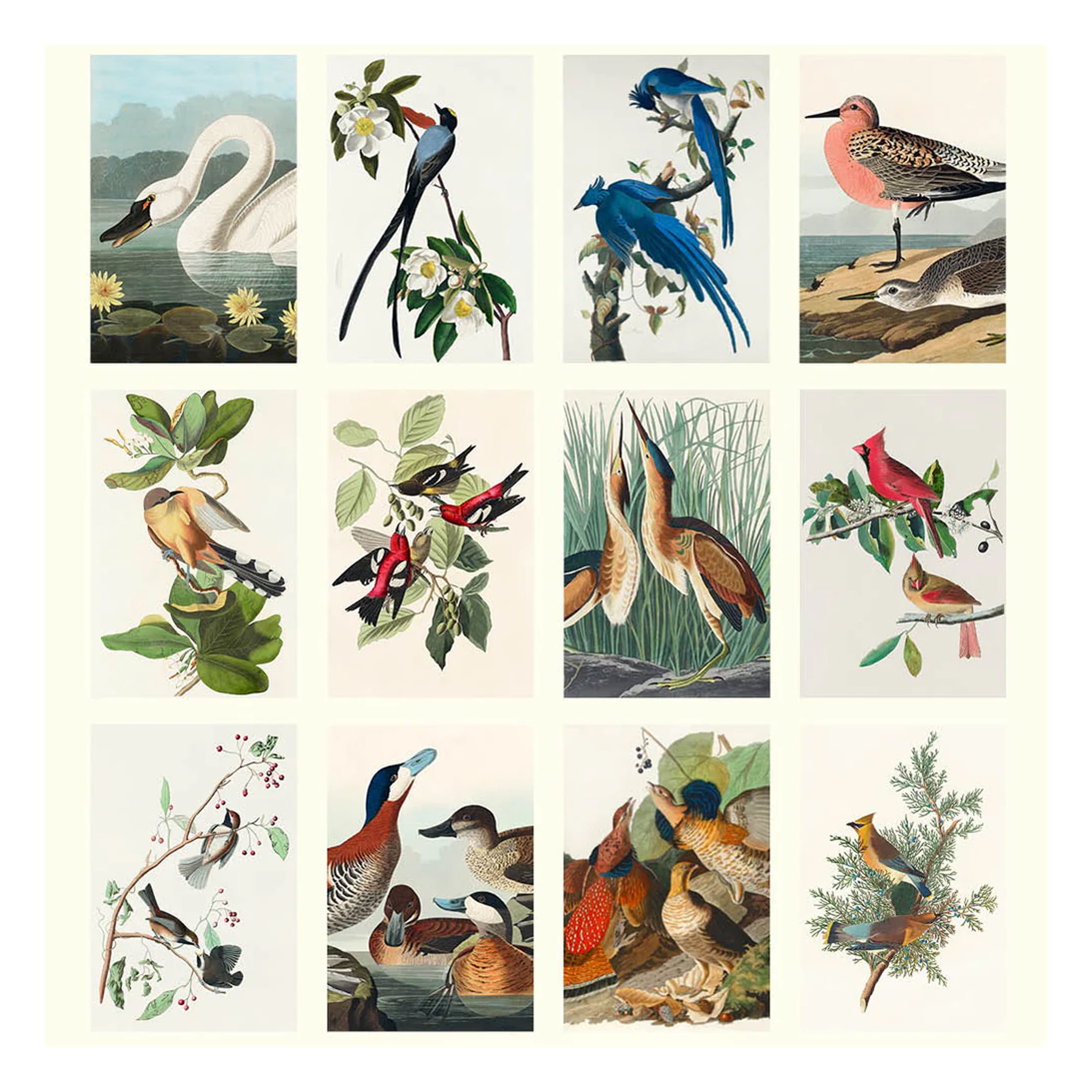 2026 Wall Calendar | Audubon's Birds | Vevoke
