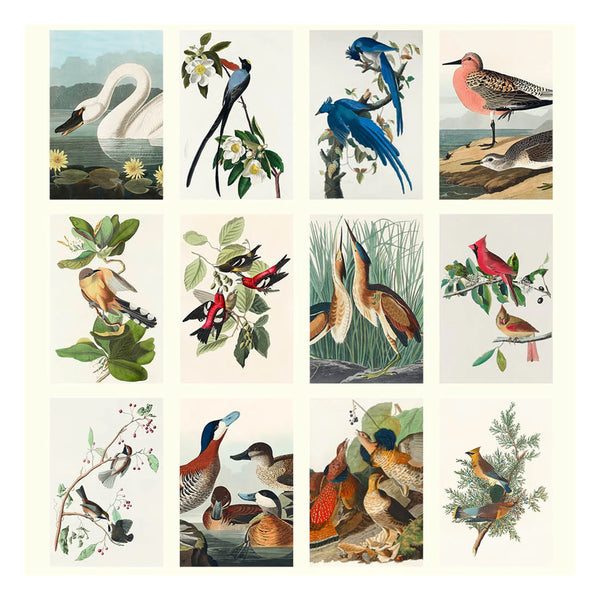 2026 Wall Calendar | Audubon's Birds | Vevoke
