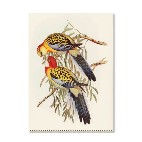 2026 Wall Calendar | Australian Birds John Gould | Vevoke