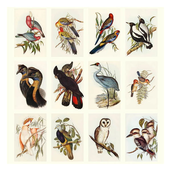 2026 Wall Calendar | Australian Birds John Gould | Vevoke