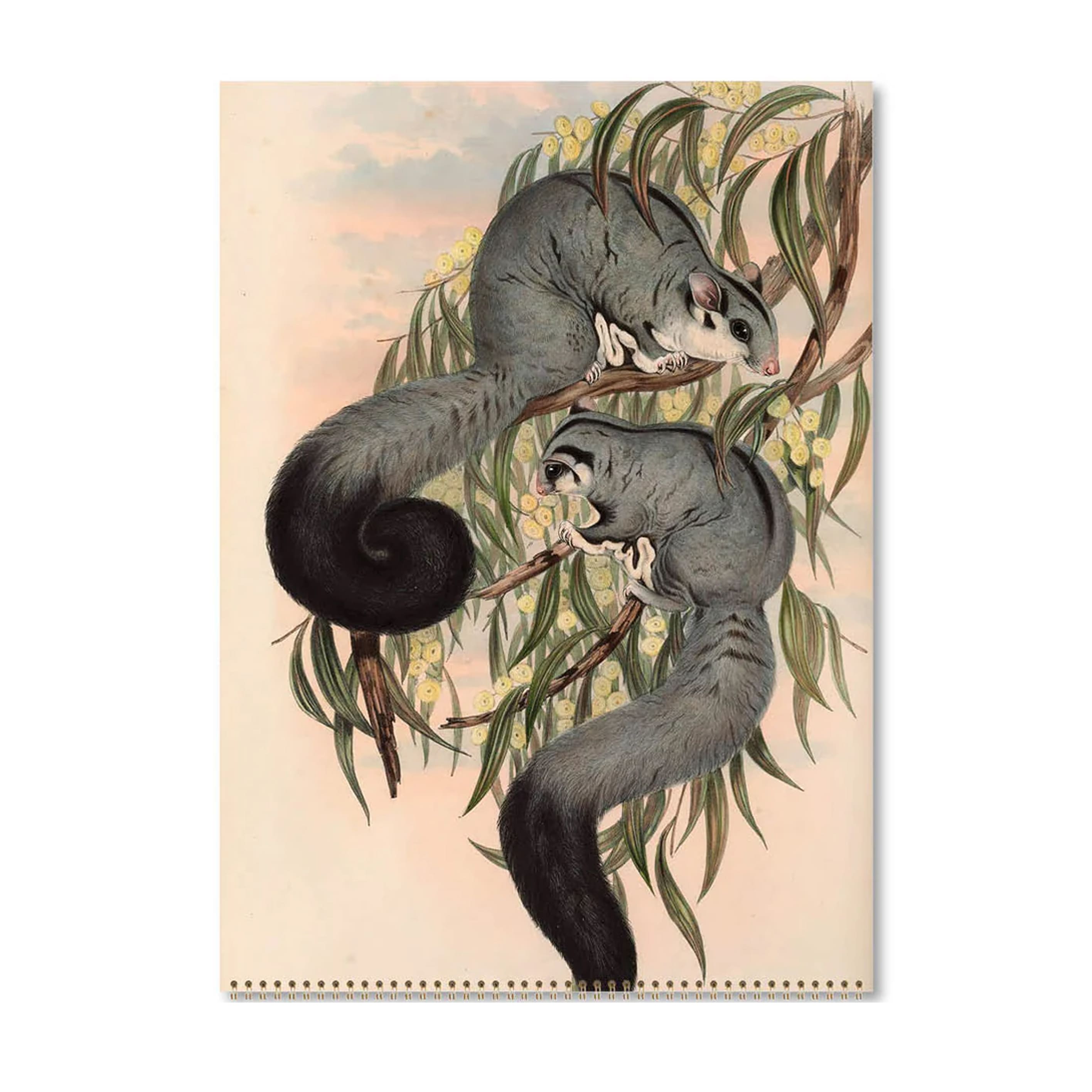 2026 Wall Calendar | Australian Mammals John Gould | Vevoke