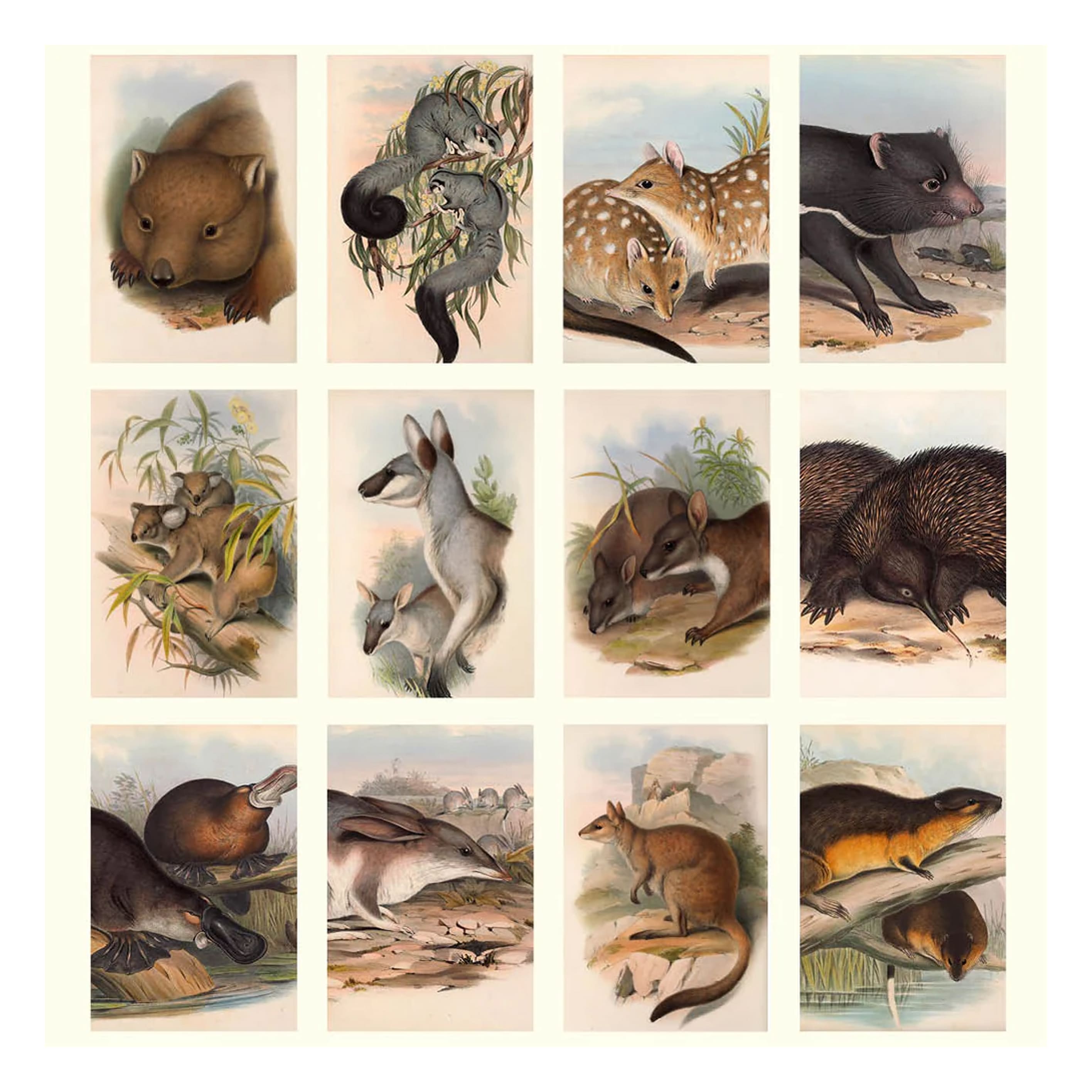 2026 Wall Calendar | Australian Mammals John Gould | Vevoke