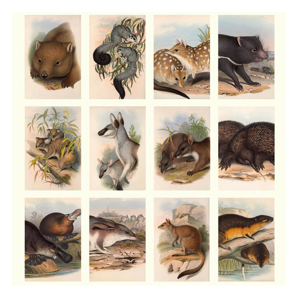 2026 Wall Calendar | Australian Mammals John Gould | Vevoke