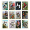 2026 Wall Calendar | Ellis Rowan Birds | Vevoke
