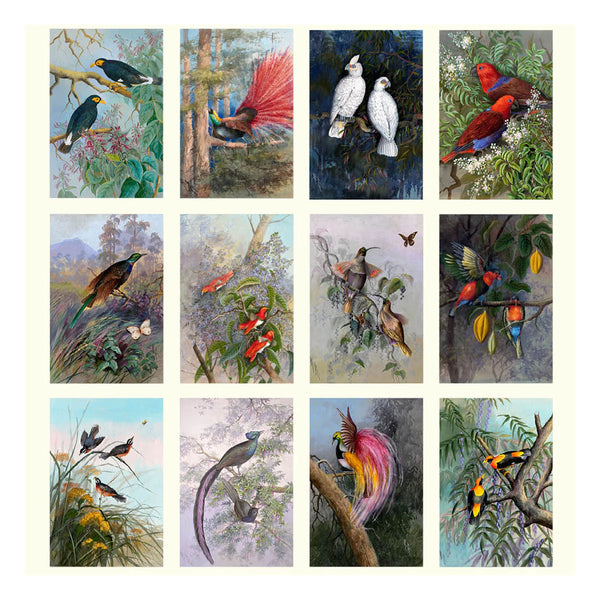2026 Wall Calendar | Ellis Rowan Birds | Vevoke