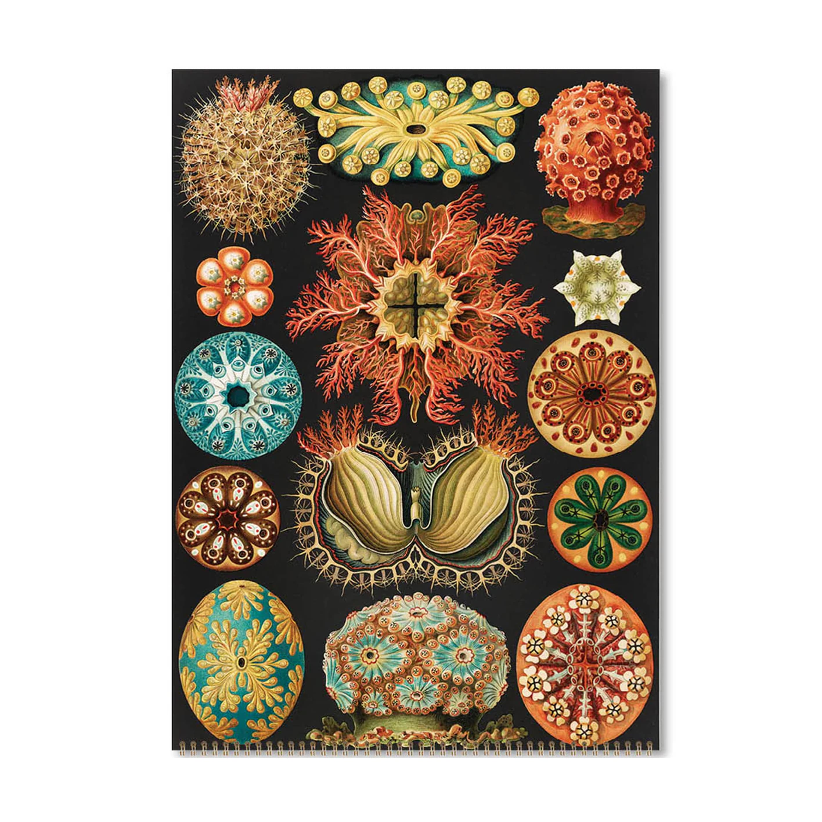2026 Wall Calendar | Haeckel | Vevoke