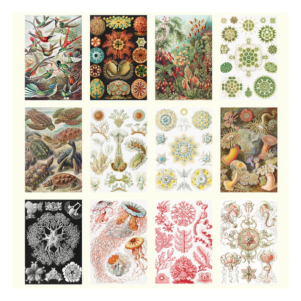 2026 Wall Calendar | Haeckel | Vevoke