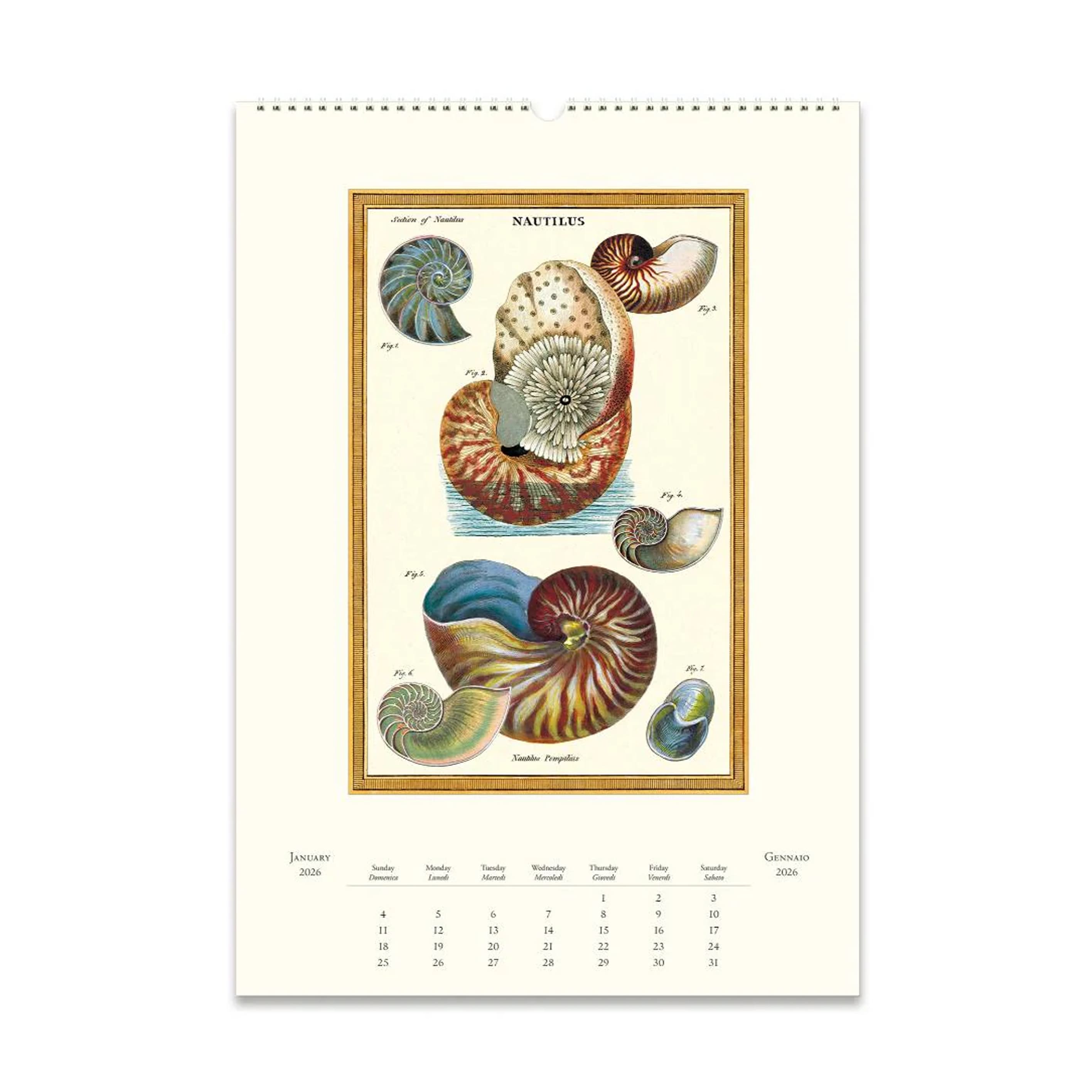 2026 Wall Calendar | Sea Life | Cavallini & Co.