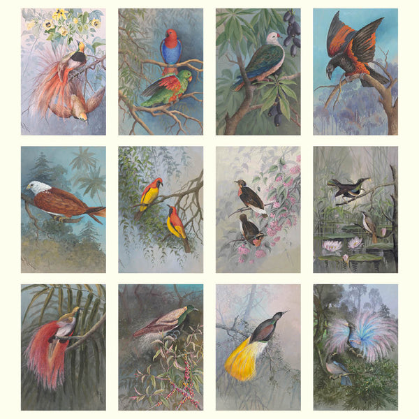 2027 Desk Calendar | Ellis Rowan Birds| Vevoke