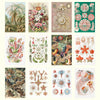 2027 Desk Calendar | Ernst Haeckel | Vevoke