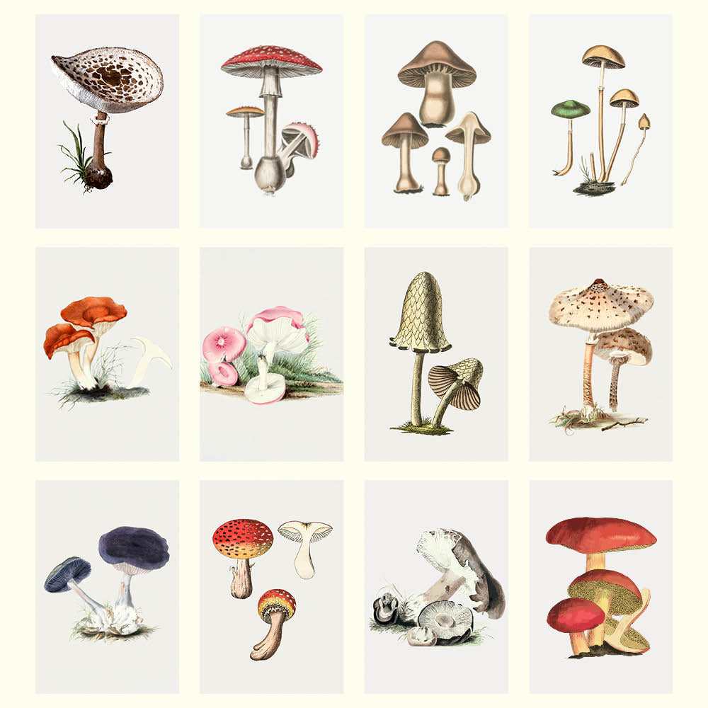 2027 Desk Calendar | Mushrooms | Vevoke