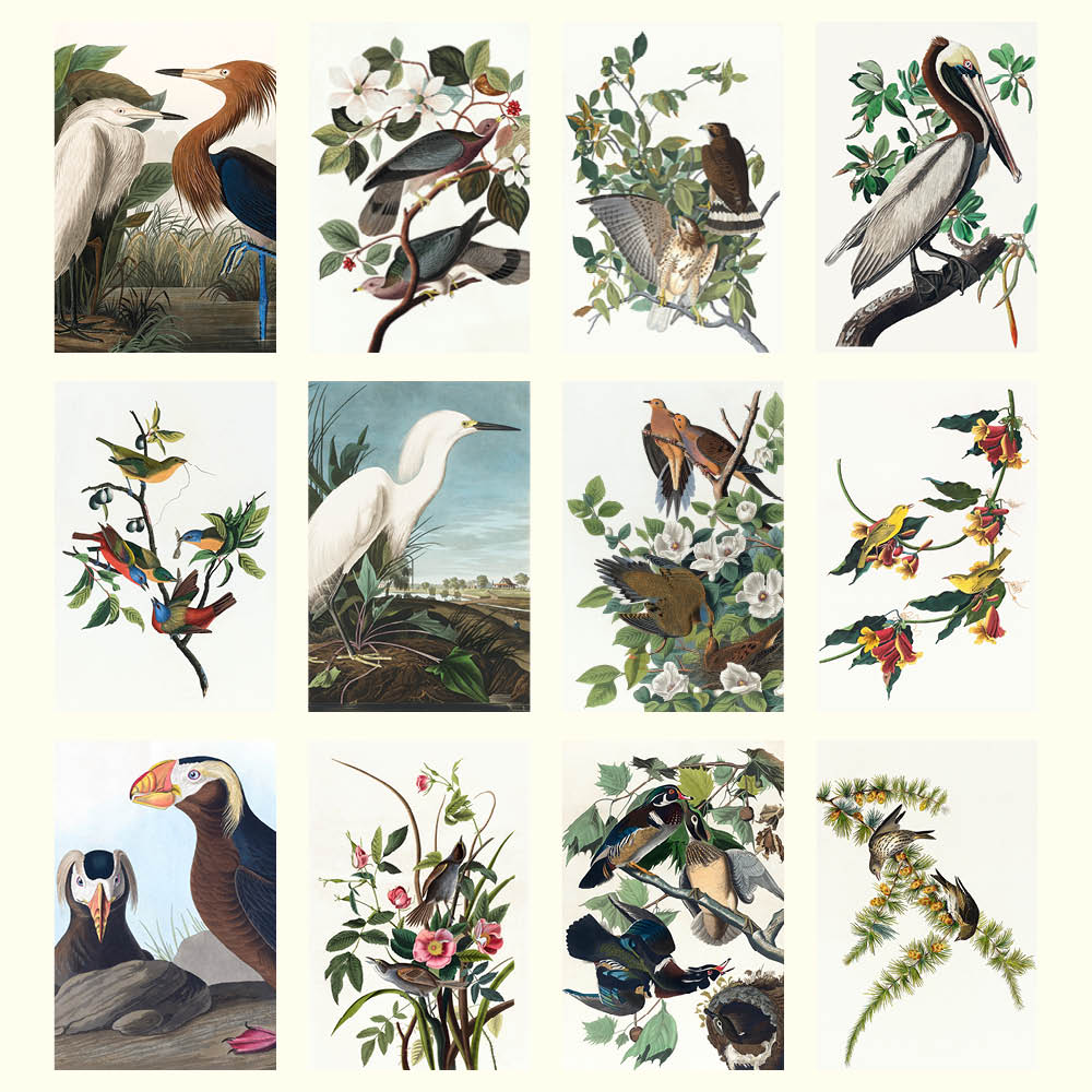 2027 Wall Calendar | Audubon's Birds | Vevoke