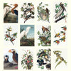 2027 Wall Calendar | Audubon's Birds | Vevoke