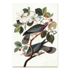 2027 Wall Calendar | Audubon's Birds | Vevoke