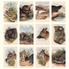 2027 Wall Calendar | John Gould Australian Animals | Vevoke
