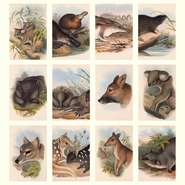2027 Wall Calendar | John Gould Australian Animals | Vevoke