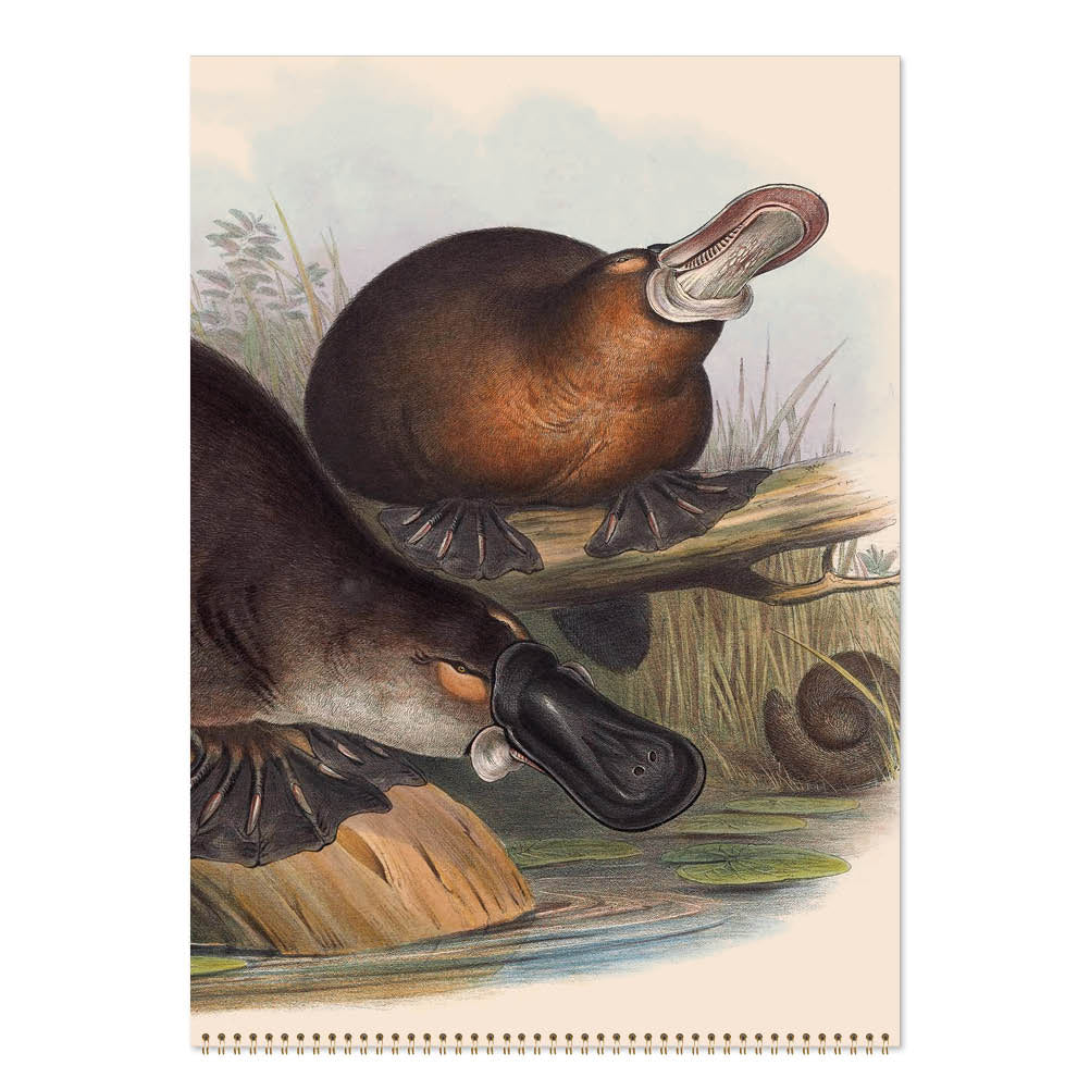 2027 Wall Calendar | John Gould Australian Animals | Vevoke