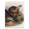 2027 Wall Calendar | John Gould Australian Animals | Vevoke