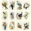 2027 Wall Calendar | John Gould Australian Birds | Vevoke