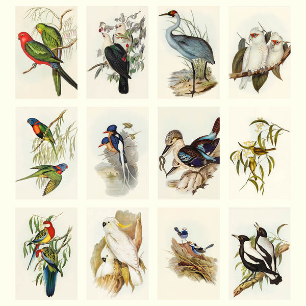 2027 Wall Calendar | John Gould Australian Birds | Vevoke