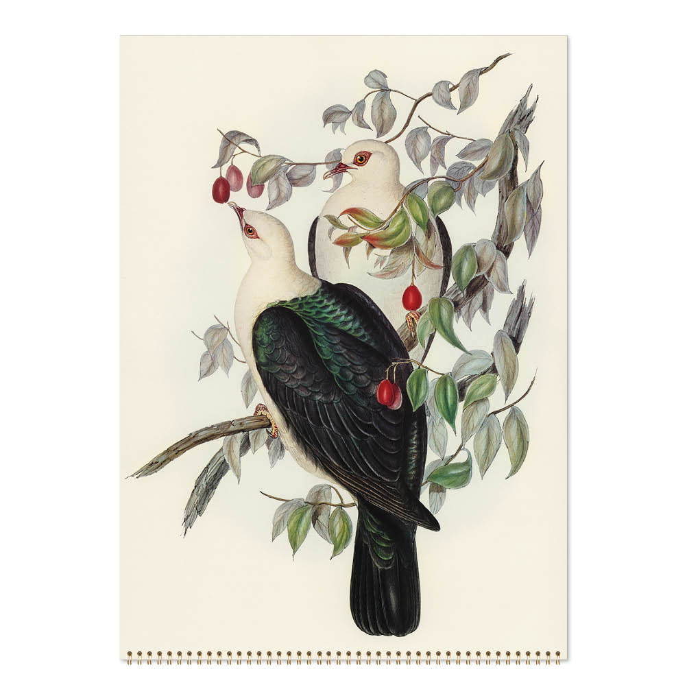 2027 Wall Calendar | John Gould Australian Birds | Vevoke