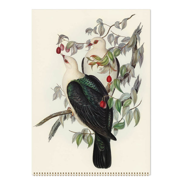 2027 Wall Calendar | John Gould Australian Birds | Vevoke