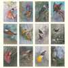 2027 Wall Calendar | Ellis Rowan Birds | Vevoke