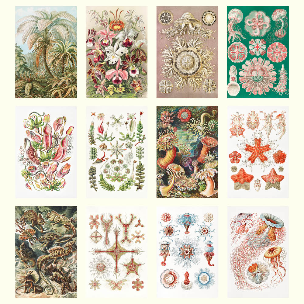 2027 Wall Calendar | Ernst Haeckel | Vevoke