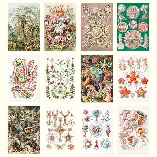 2027 Wall Calendar | Ernst Haeckel | Vevoke