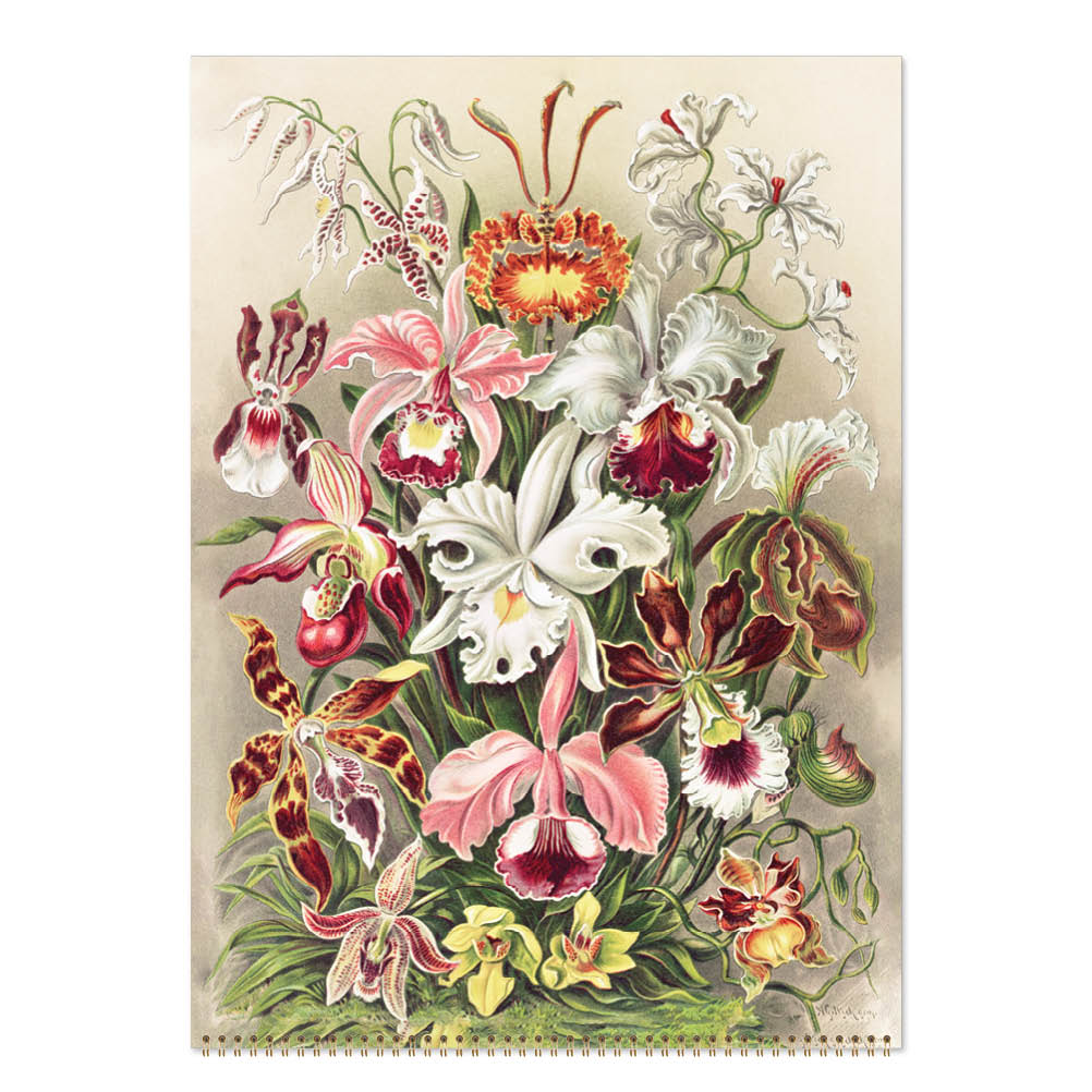 2027 Wall Calendar | Ernst Haeckel | Vevoke