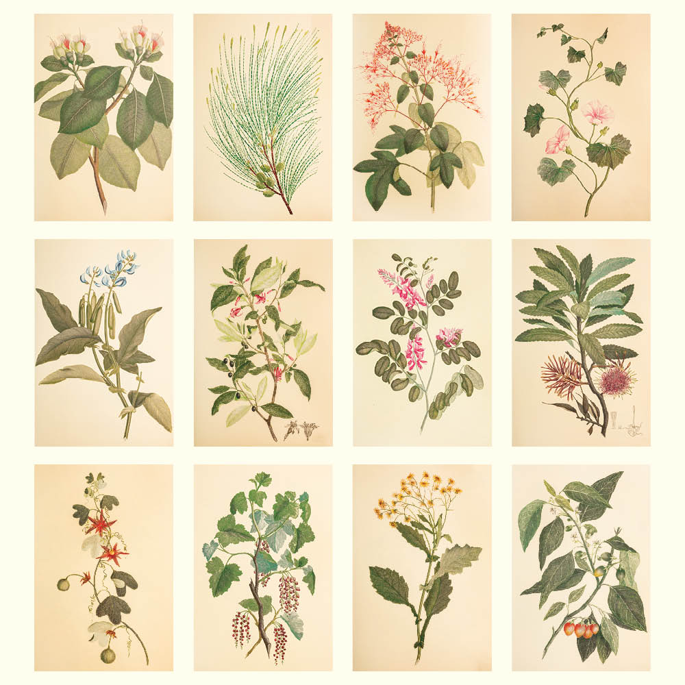 2027 Wall Calendar | Joseph Banks Botanicals | Vevoke