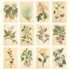 2027 Wall Calendar | Joseph Banks Botanicals | Vevoke