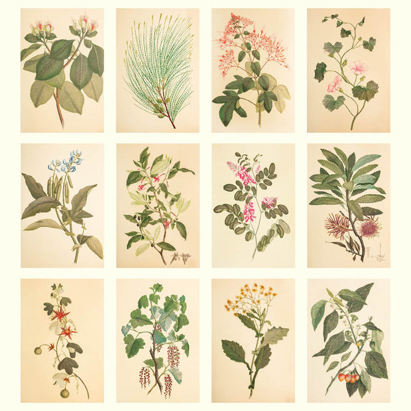 2027 Wall Calendar | Joseph Banks Botanicals | Vevoke