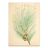 2027 Wall Calendar | Joseph Banks Botanicals | Vevoke