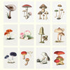 2027 Wall Calendar | Mushrooms | Vevoke