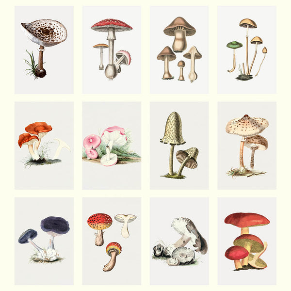 2027 Wall Calendar | Mushrooms | Vevoke