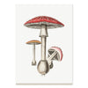 2027 Wall Calendar | Mushrooms | Vevoke