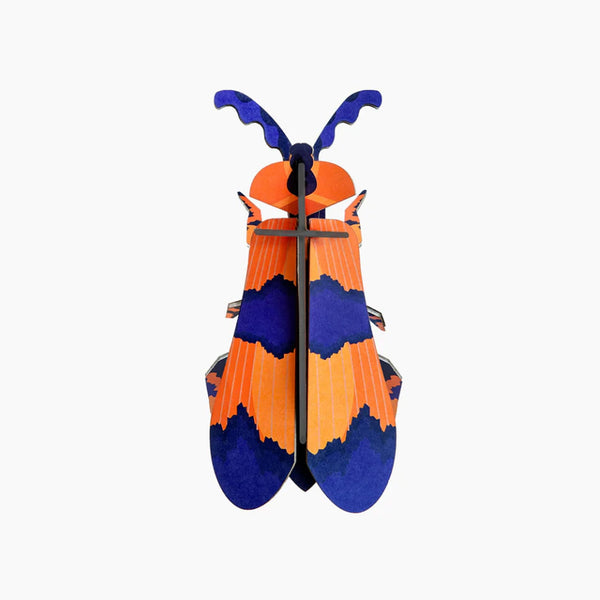 3D Cardboard Model Wall Art Kit | Small Models | Winged Beetle | Studio Roof