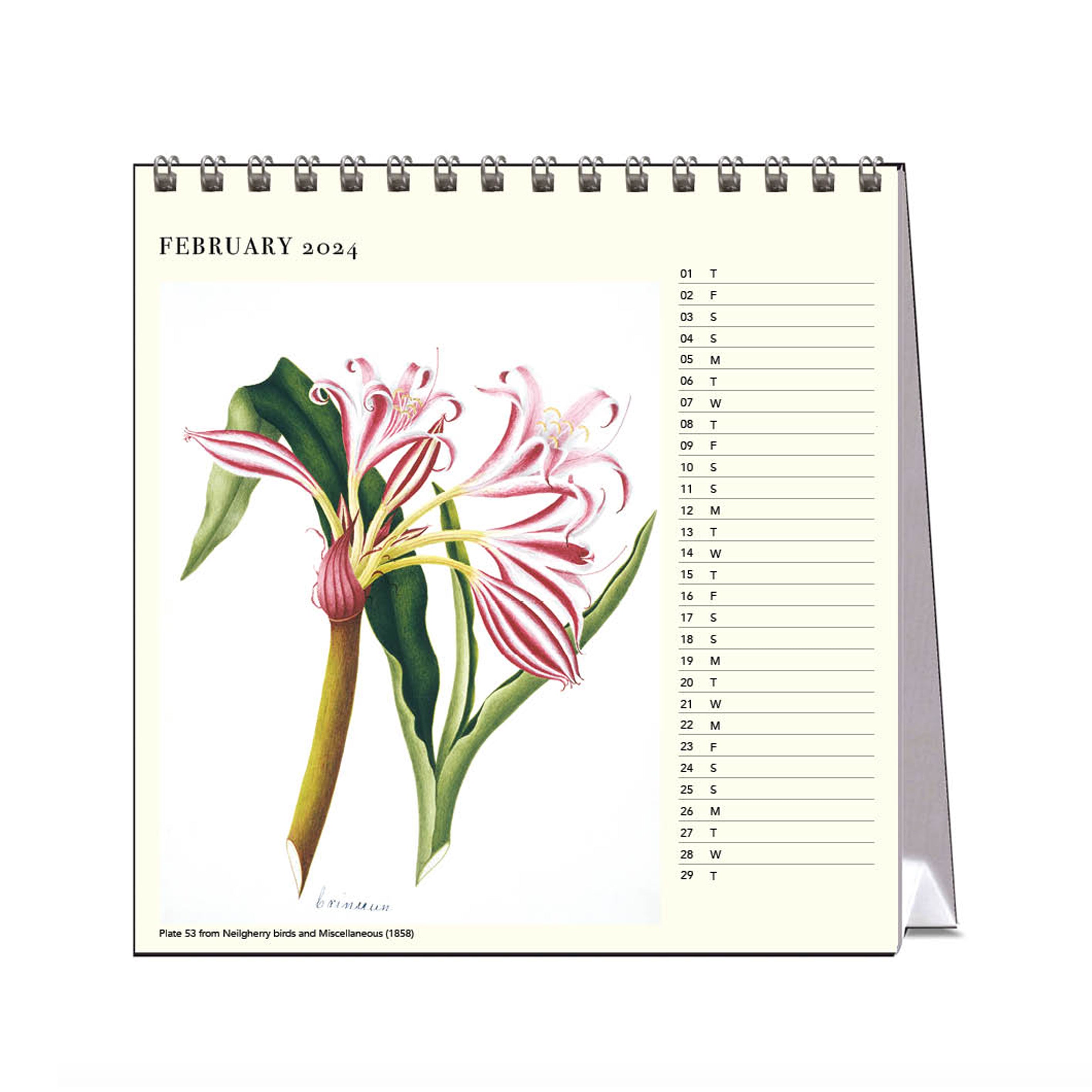 2024 Desk Calendar | Flowers Margaret Cockburn | Hello Sunday