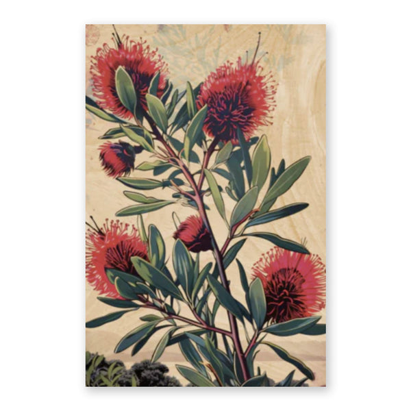 Australiana Postcard | Bottlebrushes | Woodhi - Kami Paper