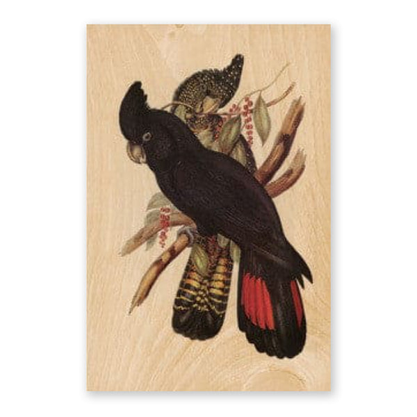 Australiana Postcard | Black Cockatoo | Woodhi - Kami Paper
