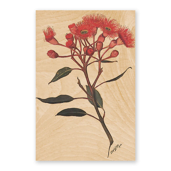 Australiana Postcard | Corymbia Ficifolia | Woodhi - Kami Paper
